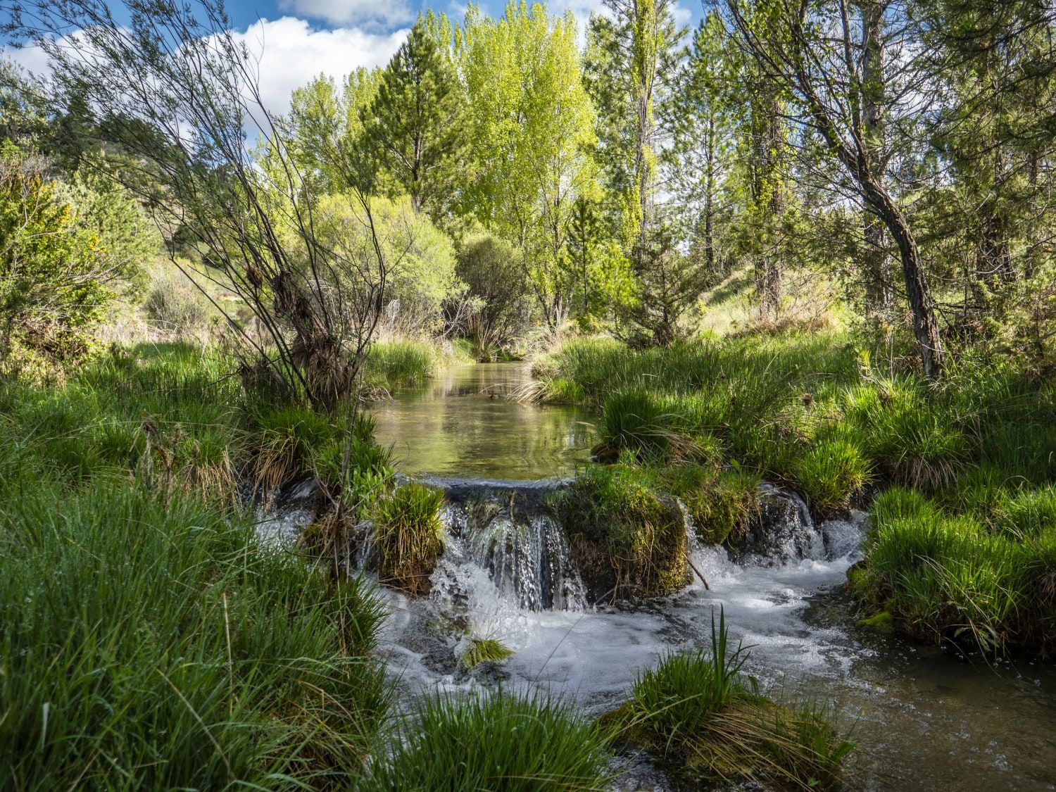Arroyo con pequeños saltos de agua entre la vegetación de ribera