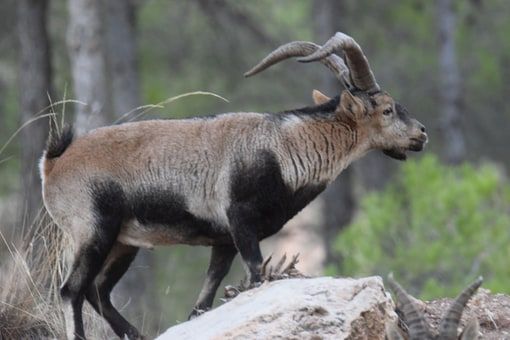 Macho de cabra montés sobre una roca