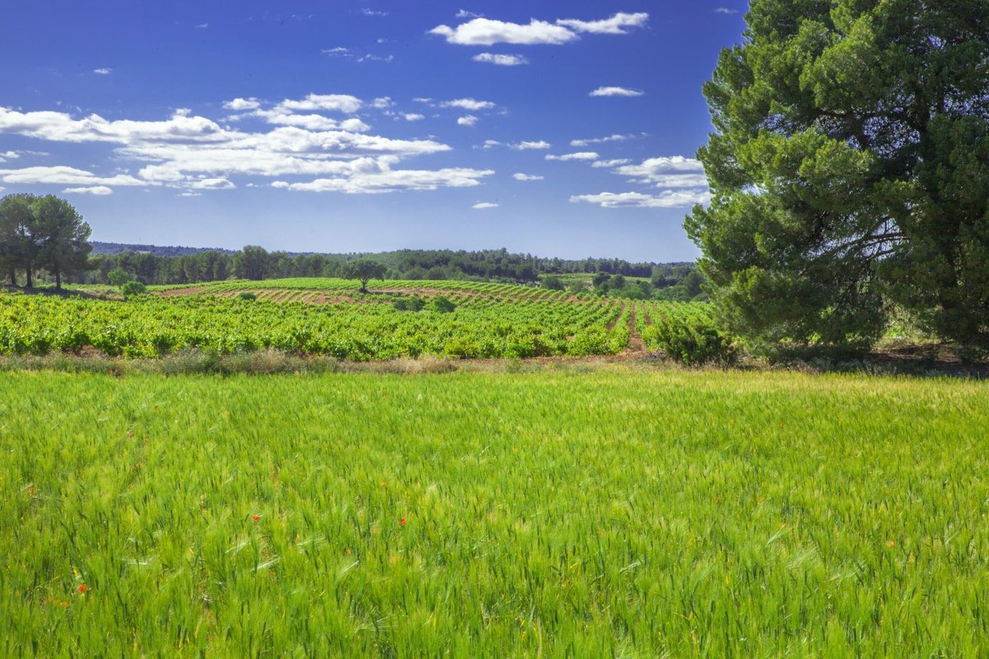 Viñedos y campos de cultivo bajo un cielo con nubes